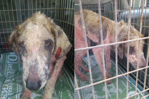 刚到机构的第一天，Khaleesi看见有人靠近，很努力的摇起了尾巴，并且用一种很信任很开心的眼神看着工作人员，仿佛看到了希望。因为之前听说过有流浪狗得了蠕形螨最后被医治康复的，所以大家还是决定尝试一下，因为看起来实在太让人心疼了。