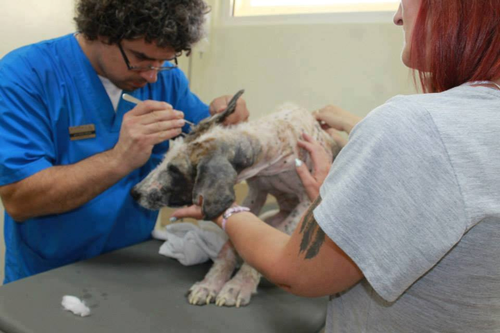 兽医给它仔细的除虫，清跳蚤，检查皮肤。