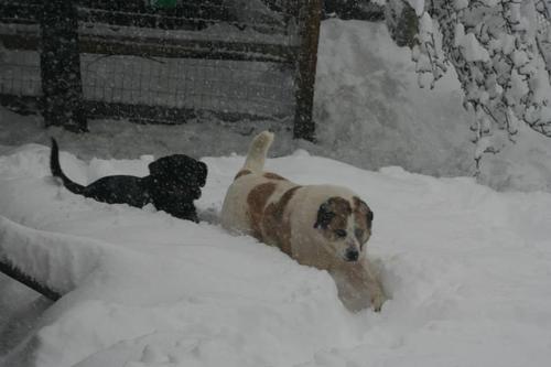 慢慢的还在机构里结识了形影不离的好朋友（Ragnar，另一只被解救的流浪狗）。