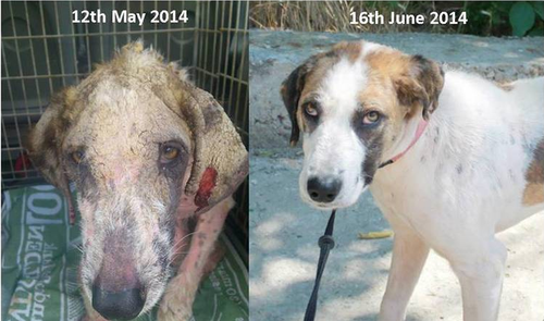 救援机构只花了1个多月的时间就让Khaleesi恢复成这样，看看它刚被解救时的样子和康复后的照片对比，真的很感动，这是一种生命的救赎。