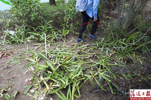 清远现奇葩马拉松 1.2万伤病+跑友肥皂当面包