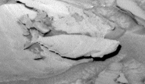 火星上有鱼?UFO爱好者:NASA好奇号拍到了(图)