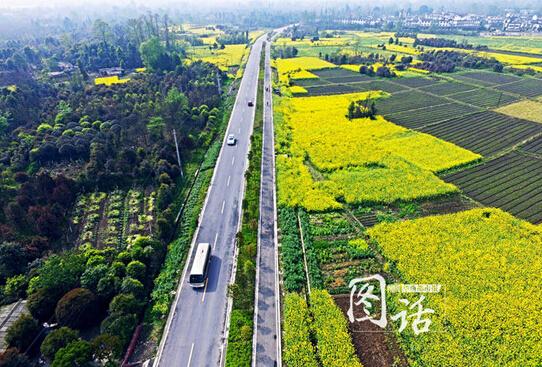 成都双遗马拉松开跑 “熊猫”跑友现场求婚