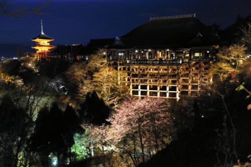 。“清水舞台”和星星点点的初樱在柔和灯光的照射下，营造出神秘动人的氛围。