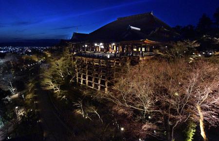 日本清水寺春夜点灯仪式：夜樱古刹神秘动人