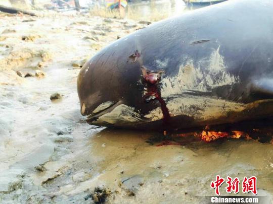 福建泉州江豚搁浅4 福建泉州江豚搁浅4