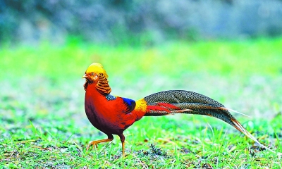 红腹锦鸡 红腹锦鸡