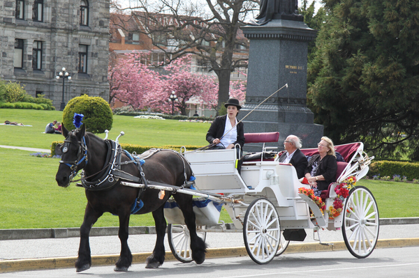 漫游花城维多利亚 漫游花城维多利亚