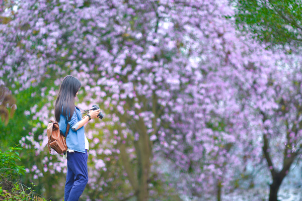 一朵花里的世界 一朵花里的世界