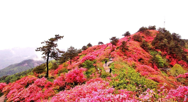 一朵花里的世界1 一朵花里的世界1