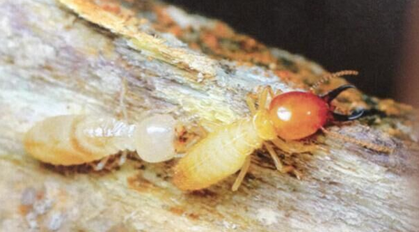 QQ图片20160405150154 QQ图片20160405150154