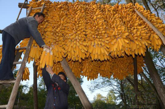 资料图 杨兆康 摄 资料图 杨兆康 摄