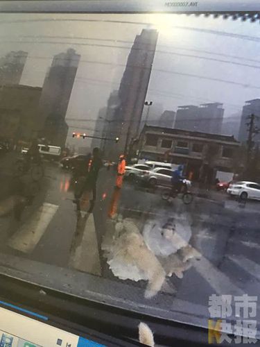 西安两名保洁员街头摔狗，路过市民行车记录仪拍下。