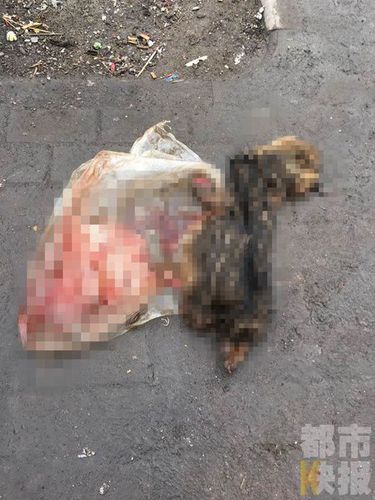 西安两名保洁员街头摔狗，路过市民行车记录仪拍下。