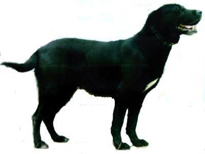 警犬排队等吃饭网络走红(图) 盘点中国警犬的犬种