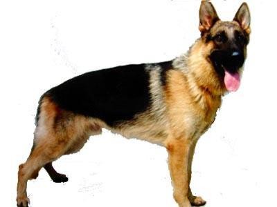 警犬排队等吃饭网络走红(图) 盘点中国警犬的犬种（2）