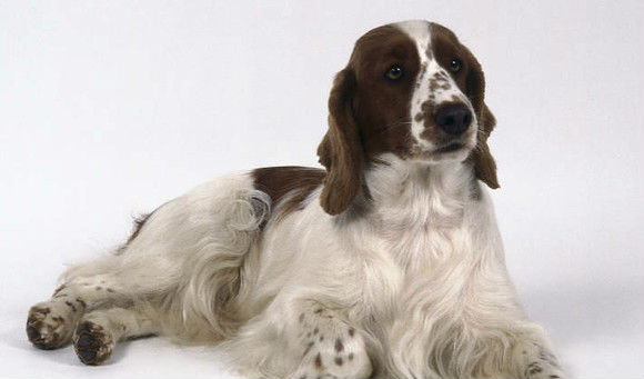 警犬排队等吃饭网络走红(图) 盘点中国警犬的犬种（3）