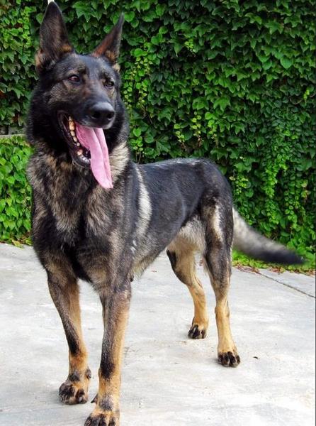 警犬排队等吃饭网络走红(图) 盘点中国警犬的犬种（3）