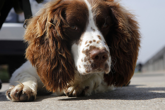 2016年4月8日，Jess乖乖的趴着。 