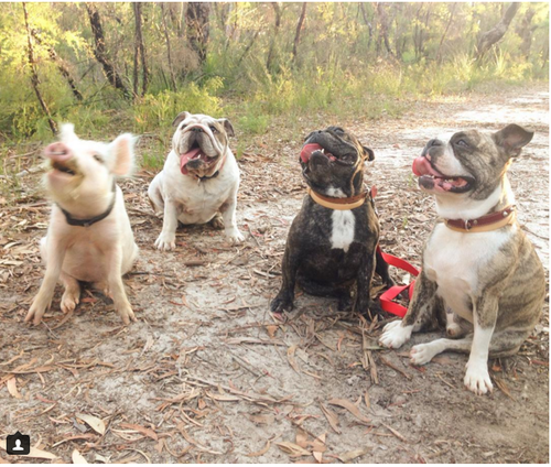 由于每天跟小狗一起厮混，奥利弗的行为举止完全像一只狗，比如当小狗们朝着大门跑，她也会跟着赛跑，有时候罗拉偷吃她的晚餐，她会发出犬吠声