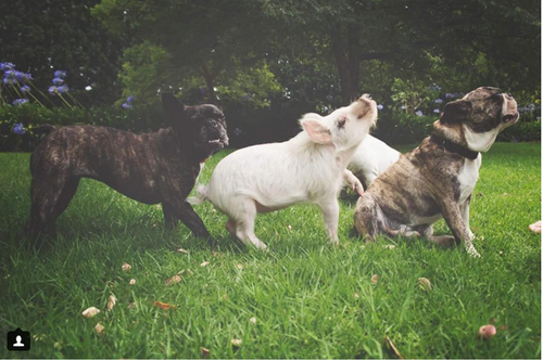 下一步艾丽莎打算买一头迷你驴加入这个友好的大家庭。