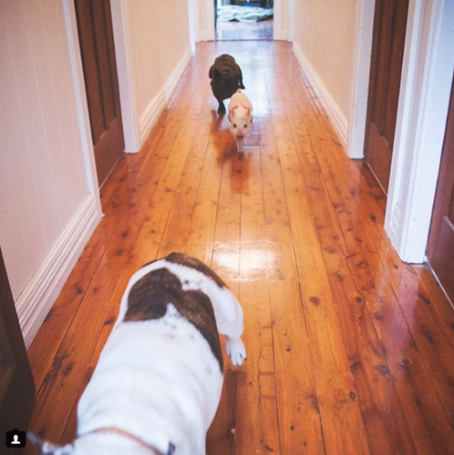 他们可爱有趣的生活照被主人艾丽莎放在社交网站上，图片中看得出奥利弗和狗狗们友谊深厚，他们一起顽皮地跑来跑去，没有一刻消停。