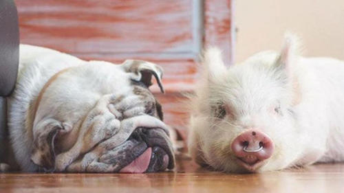 小猪奥利弗是2015年10月加入了这个犬类家族的，平时与小狗们一起在草地上玩耍、在沙发上打盹、去丛林里散步，奥利弗觉得自己就是一只狗，过得十分开心。