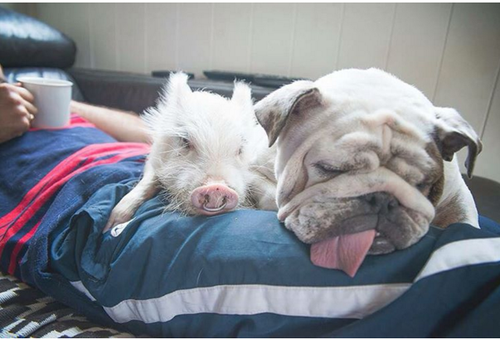 图为奥利弗和罗拉一起在沙发上打盹。