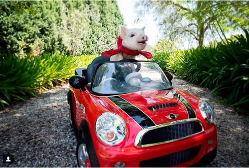 图为装扮时尚的开心小猪奥利弗。