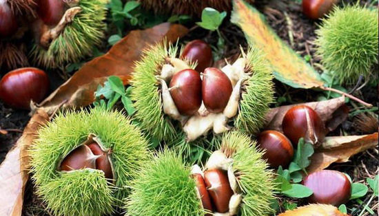 七种天然补肾食物 黑眼圈腰痛看过来