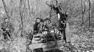 男子偷62棵树种自家门前等拆迁 被警方刑拘