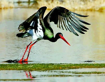 彩C2016-04-14zx501_P_1_384_2030_1018_2526 彩C2016-04-14zx501_P_1_384_2030_1018_2526