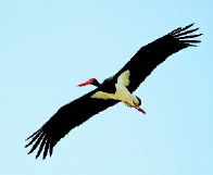 彩C2016-04-14zx501_P_1_1073_1515_1380_1768 彩C2016-04-14zx501_P_1_1073_1515_1380_1768