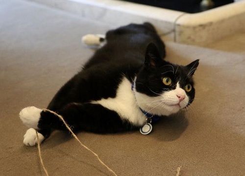 英外交部迎来“最萌员工”:流浪猫任捕鼠官(图)