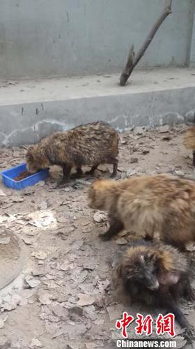 探访野外放生产业链:以“放生行善”为名倒卖动物牟利