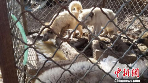 图为汤河口村民自行抓捕的狐狸?！∥夂锨?摄