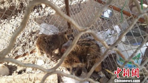 图为村民自行抓捕的貉，体型干瘦，皮毛大量脱落?！∥夂锨?摄