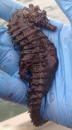 这是一只有纪录以来最大的海马：身长34厘米！