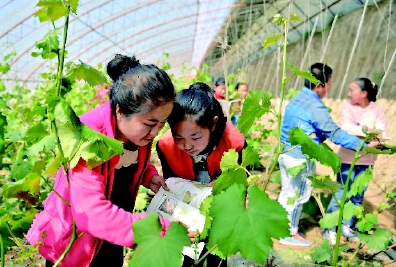 学在葡萄园  亲手来实践  新华社发 学在葡萄园  亲手来实践  新华社发