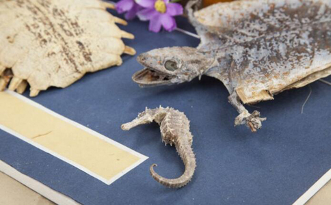 中医提醒:这五种药物很伤肾