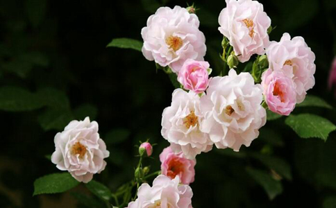 蔷薇花泡水喝的禁忌