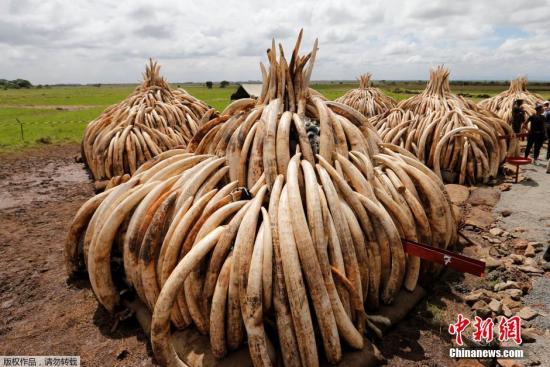 当地时间2016年4月28日，肯尼亚内罗毕，肯尼亚野生动植物局进行走私象牙焚烧准备工作。