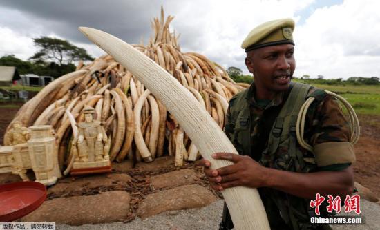 肯尼亚野生动植物局在一个媒体见面会上表示，肯尼亚计划于5月1日焚烧105吨象牙和1吨多犀牛角。