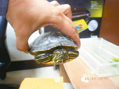 天外飞来乌龟 2人骑车闪躲不及摔得人仰马翻(图)