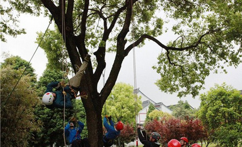 苏州校园将设“爬树课”