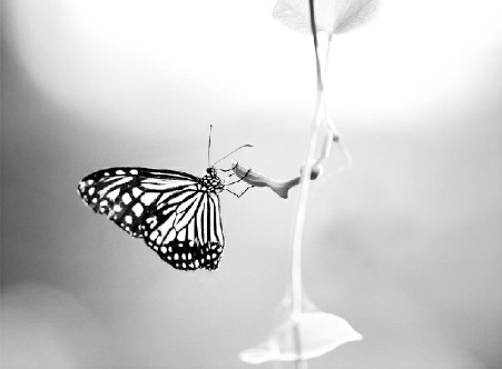 C2016-05-11zx601_P_1_19_532_724_1052 C2016-05-11zx601_P_1_19_532_724_1052