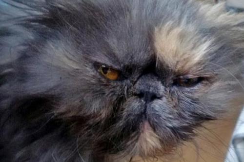 调皮猫咪钻洗衣机后被洗10分钟 发型酷似鳌拜