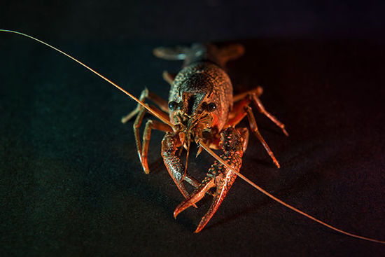 浙江20批小龙虾初检出致癌药物 问题虾来自多地