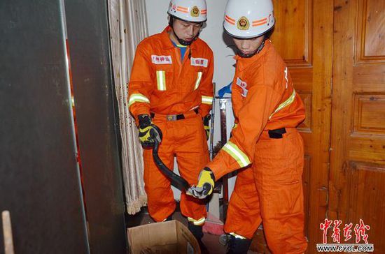 眼镜王蛇闯入广西一居民楼 被消防队员擒获(图)