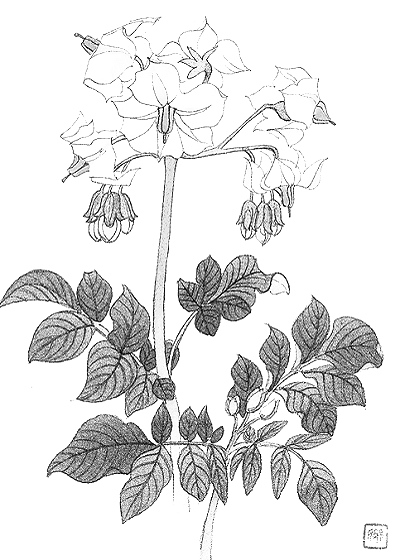 土豆花 常沙娜 土豆花 常沙娜